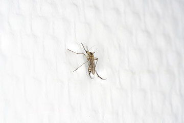 mosquito on the white wall