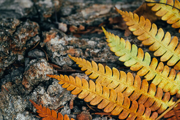 Yellow fern branch on a tree trunk. Autumn forest.