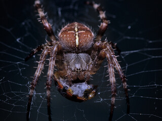 European Garden spider (Araneus diadematus) aka crowned orb weaver feeding on ladybird (ladybug)