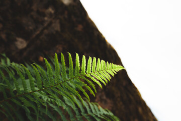 Sunlight on a green plant, background for a story