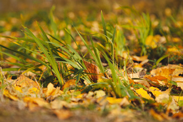 Green grass and fallen yellow leaves. Close-up, October, sunny weather.