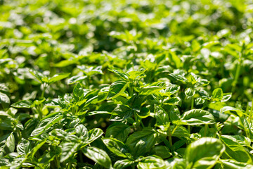 Sweet Basil green plants grows in garden. Botanical name is Ocimum basilicum. Organic Basil Plant Ready to Cook, healthy food concept, top view. Organic farming.