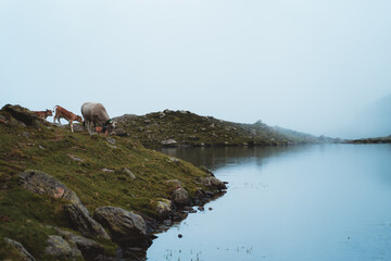 Group of cows approaching the shore of a foggy lake to drink some water in Pyrenees
