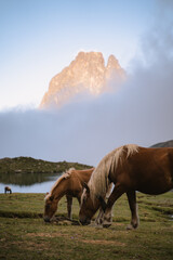 Group of horses grazing on the shore of Ayous Lake in Pyrenees during a cloudy day with iconic Midi d'Ossau in the background