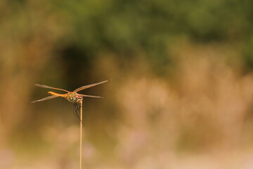 Fototapeta na wymiar una libellula su un filo d'erba al tramonto