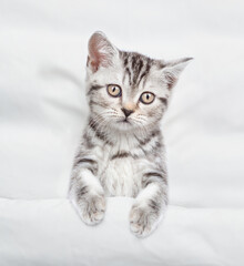 Fototapeta na wymiar Cute tabby kitten lying under warm blanket on a white bed at home. Top down view