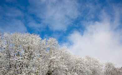 Winter landscape with white trees covered with snow .