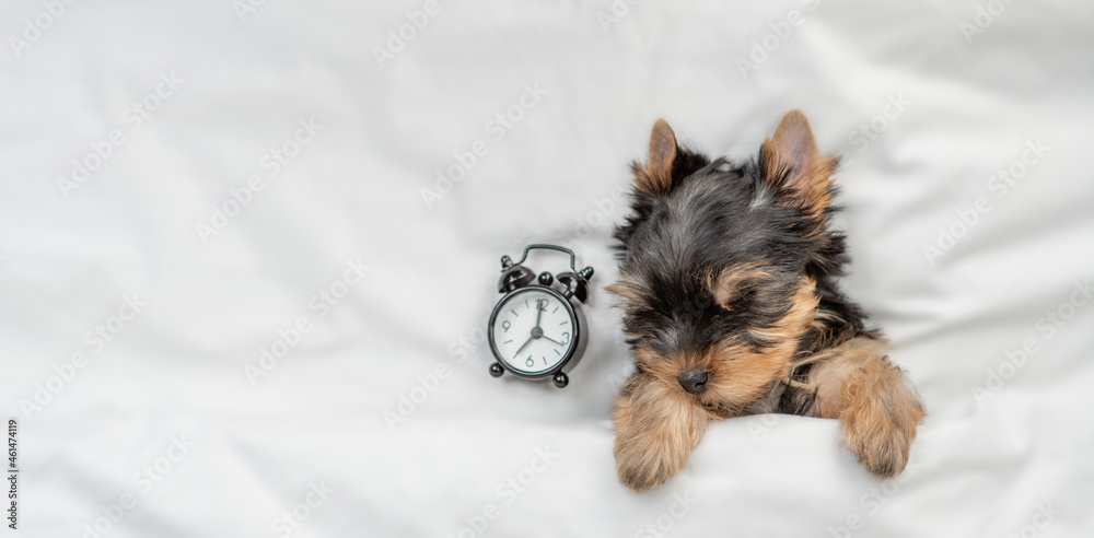 Poster cozy yorkshire terrier puppy sleeps with alarm clock under white warm blanket on a bed at home. top 