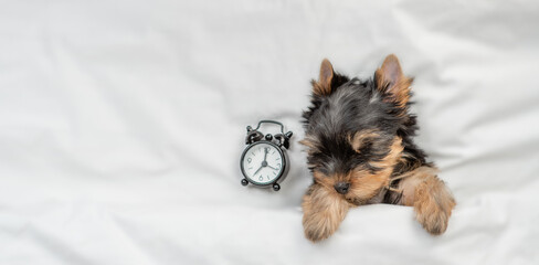 Cozy Yorkshire terrier puppy sleeps with alarm clock under white warm blanket on a bed at home. Top down view. Empty space for text