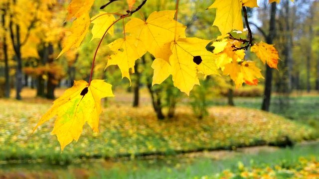 SLOW MOTION, CLOSE UP, DOF: Beautiful maple leaves rustle in the autumn breeze blowing through the picturesque park.