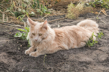 Naklejka na ściany i meble Playful ginger Maine Coon kitten lies outdoors. Big Red cat in garden