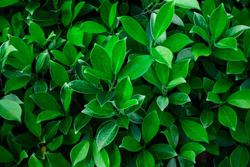 Full Frame of Green Leaves Pattern Background, Nature Lush Foliage Leaf  Texture , tropical leaf