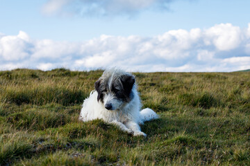A romanian shepherd in the carpathian