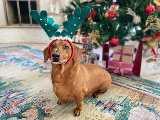 Little dachshund dog in antlers on the background of a Christmas tree