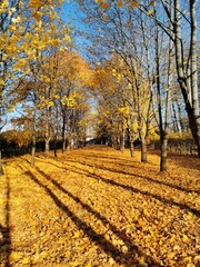 Fototapeta premium Alexander Park in Pushkin golden autumn yellow leaves blue sky