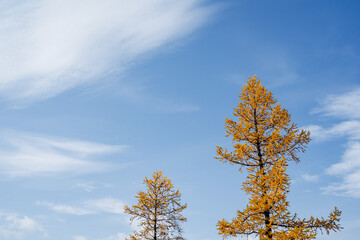 Fototapeta na wymiar Beautiful view of two nearby larch in autumn, clear blue sky and bright sun. Minimalist shot of nature.