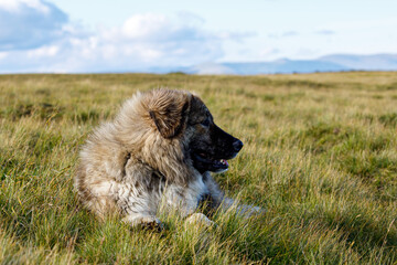 A romanian shepherd in the carpathian