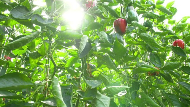 Red bell peppers in a modern glass greenhouse. Dolly shot with camera tracking through the bell peppers. Paprika. Slow-motion 4k. High quality 4k footage