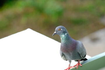 Beautiful colorful pigeon on the window.