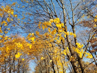 Alexander Park in Pushkin golden autumn yellow leaves blue sky