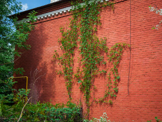 Old red brick wall texture and green leaf hanging down on it at the edge.