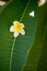 White tropical plumeria flower on green leaves. Abstract natural tropical background. Selective focus.
