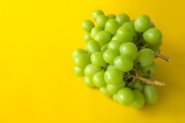 シャインマスカット　イエローバック