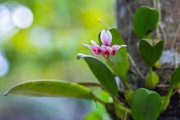 Fototapeta na wymiar Bulbophyllum flabellum-veneris, beautiful wild orchid in rainseason in tropical forest of Thailand.