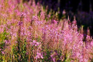 Fireweed Flowers are blooming in the carpathian forest