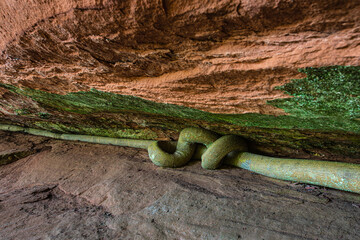 The root of a strange tree inside a cave in Thailand.