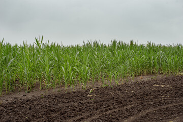 Corn field in the background and black dry ground in the foreground. Corn field against the blue sky. Vegetable farm. Selective focus, blurred backgraund. Step1