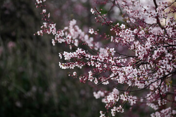 fiori di pesco in primavera