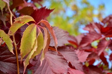 red autumn leaves