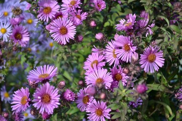 Obraz premium Blue aster, perennial autumn flower.. 