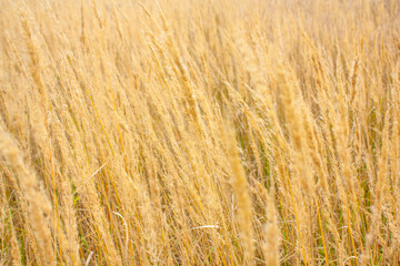 A farmer's field sown with rye and wheat. Yellow vegetation with spikelets on the field close-up.
