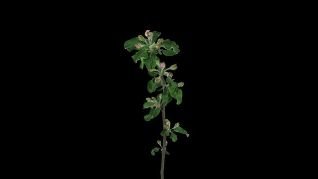 Time-lapse of blooming apple branch 2x1 in RGB + ALPHA  matte format isolated on black background
