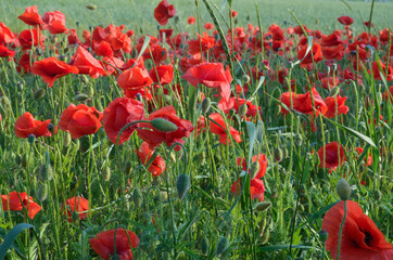 Fototapeta premium Field of red poppies
