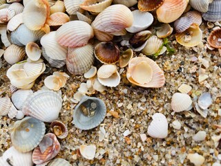 seashells on the beach