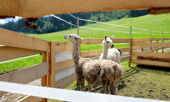 llama's behind wooden fence in a mountain meadow