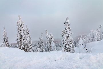 snow covered trees