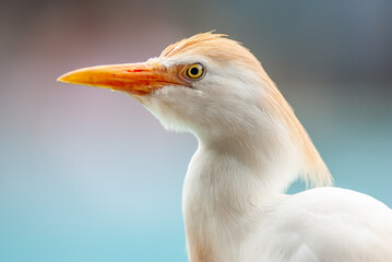 Portrait of an western Cattle Egret in a park.