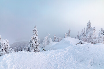 Fototapeta premium snow covered trees