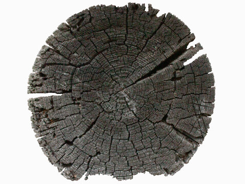 A wooden log in the section. The old, dried-up tree turned black. Isolated image.
