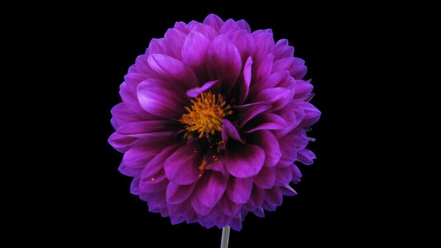 Time-lapse of dying purple dahlia flower 6x4 in 4K PNG+ format with ALPHA transparency channel isolated on black background
