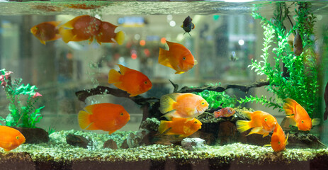 Goldfish in an aquarium with green plants and stones