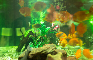 Fototapeta na wymiar Plants on the background of goldfish in the aquarium