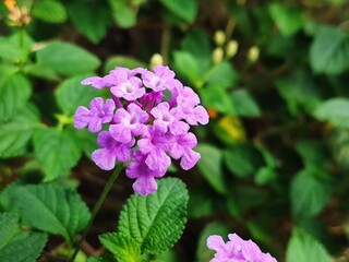 flowers in the garden