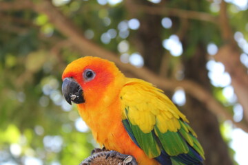 parrot, Sun Conure on tree branch in zoo