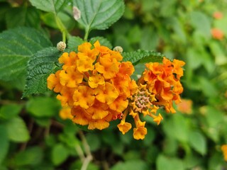 orange and flowers