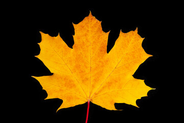 Beautiful bright orange autumn leaf isolated on the black background